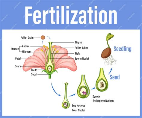 Fertilization In Plants