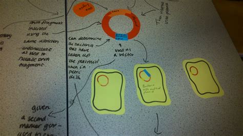 Basic Genetic Engineering GCSE Science OCR 的图像结果