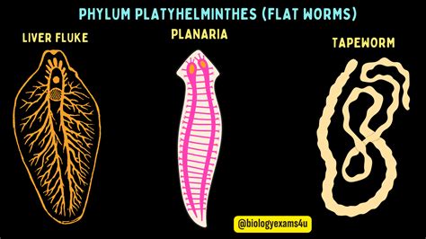Platyhelminthes Phylum Platyhelminthes Flatworms Flatworm, Phylum