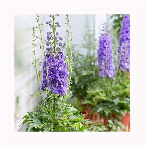 Delphinium Mighty Atom - BuyPlants.co.uk