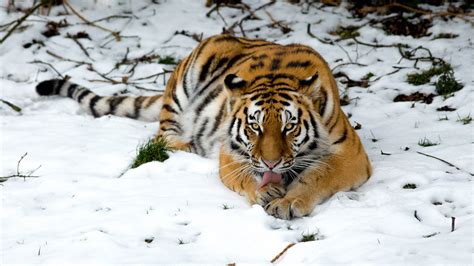 Tiger in Snow Wallpapers | HD Wallpapers | ID #24197