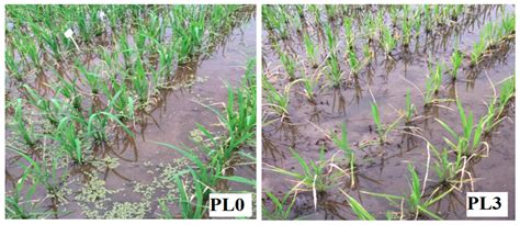 Negative and Positive Impacts of Rape Straw Returning on the Roots ...