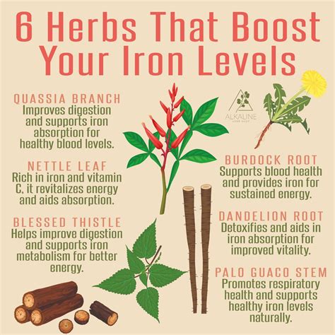 6 Herbs That Boost Your Iron Levels in 2025 | Medical herbs, Medicinal herbs remedies, Herbal ...