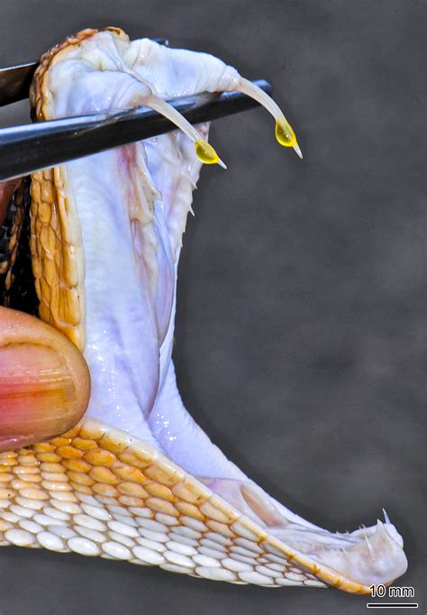 Differences between poison and venom: An attempt at an integrative biological approach - Jared ...