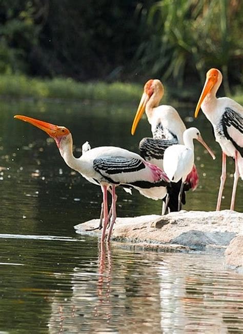 Vijay Sagar Bird Sanctuary
