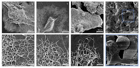 Microorganisms | June 2024 - Browse Articles