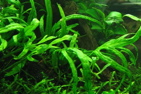 Java Fern Small Leaves at Tip 的图像结果