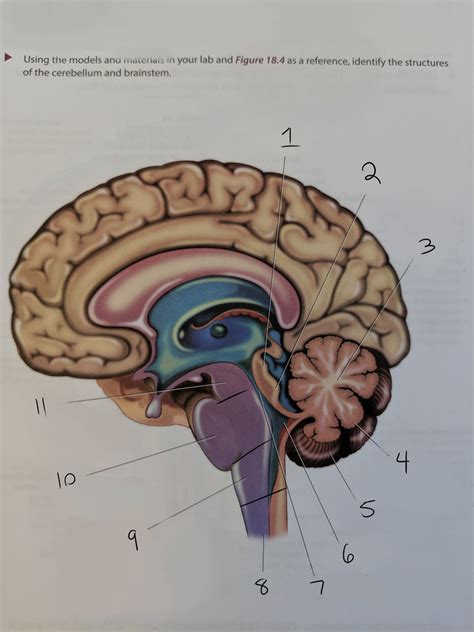 Brain 的图像结果