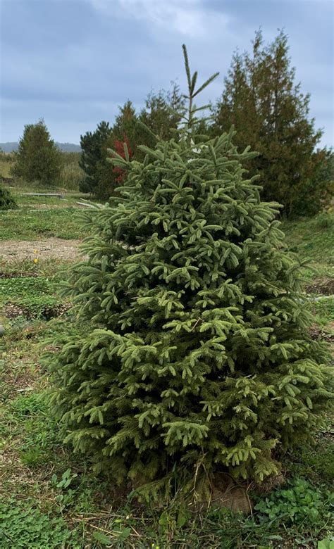 Black Hills Spruce - Clearview Nursery