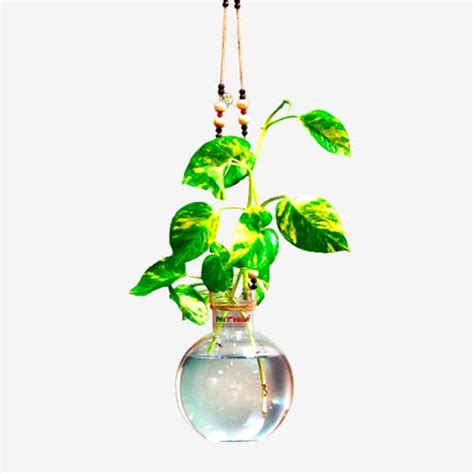Mithila Handicrafts Decorative Round Glass Vase with Jute Rope Hanging ...