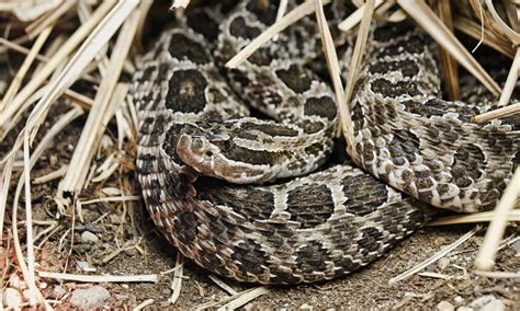 Discover the 2 Types of Rattlesnakes in Pennsylvania - A-Z Animals