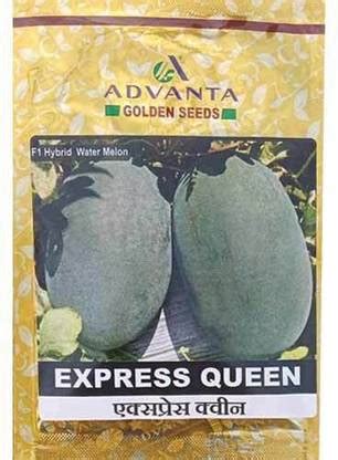 OMOM f1 hybrid upl advanta xpressqueen watermelon Seed Price in India ...