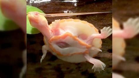 Albino baby turtle born with heart outside its body | Fox News