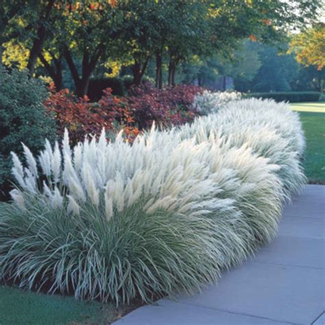 25 Vibrant Shade Garden Ideas to Spark Color in Dark Corners