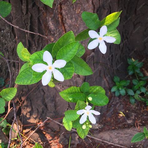 Premium Photo | Cute 3 white flowers plant