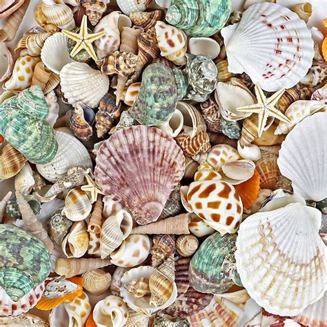 Image result for Ocean Sea Shells