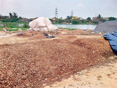 Odisha: Illegal dumping of shrimp waste continues unabated in Port Town