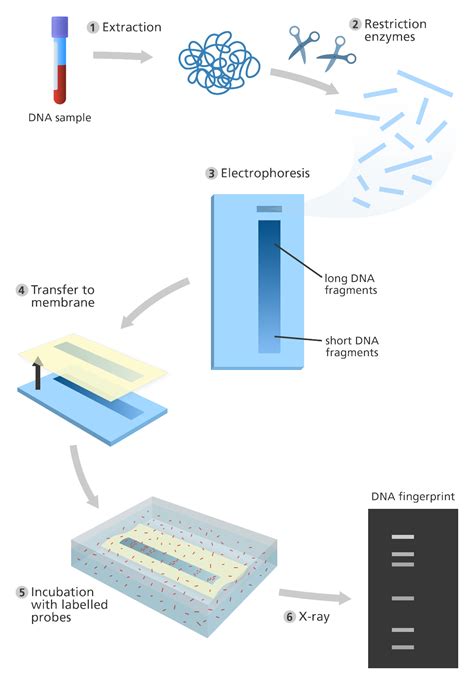 DNA Fingerprinting- Principle, Methods, Applications
