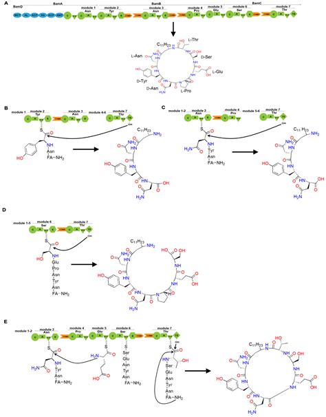 Structure, Function and Engineering of the Nonribosomal Peptide ...
