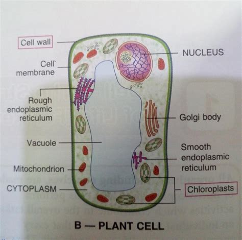 Figure of plant cell and explain its function Figure of Plant cell ...