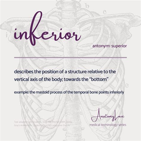 Medical terminology — AnatomyLove