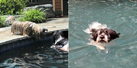 Dogs Swim Lessons 的图像结果