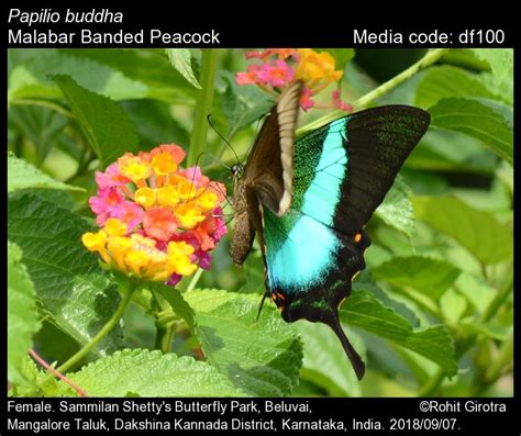 Papilio buddha Westwood, 1872 - Malabar Banded Peacock | Butterfly