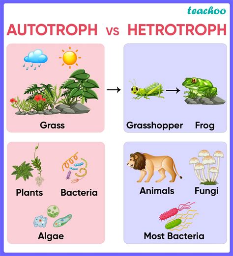 Are Plants Heterotrophic Or Autotrophic? The Answer Is Clear