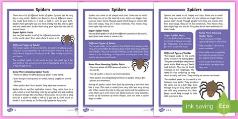 Spiders English Passage Reading Comprehension Activity