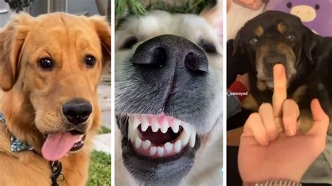 Image result for Dogs Making Humans Laugh