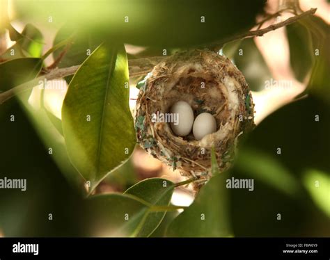 Hummingbird eggs hi-res stock photography and images - Alamy