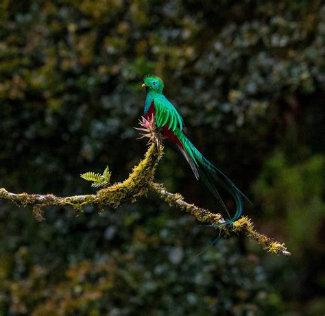National Bird of Guatemala: Resplendent Quetzal | Whitehawk Birding Blog