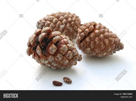 Stone Pine Cone Seeds Image & Photo (Free Trial) | Bigstock
