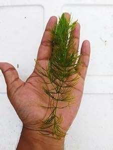 Hornwort aquarium plant live (Pack of 10) : Amazon.in: Pet Supplies