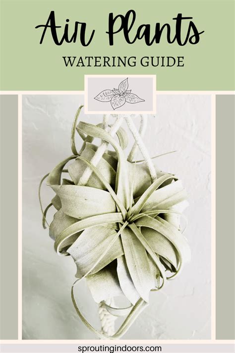 How to Properly Water Air Plants 的图像结果