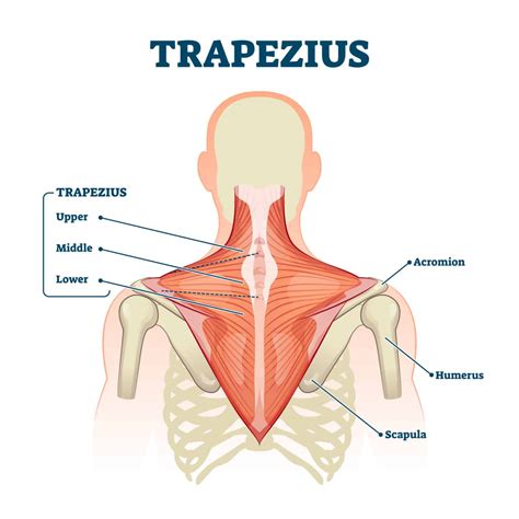 Trapezius Strain - Symptoms, Treatments, Recovery and more…