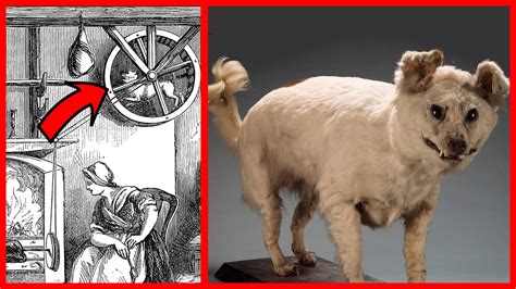 Discover Extinct Dog Breeds! A-Z Animals, 51% OFF