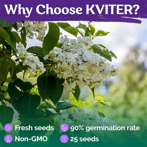 KVITER Original 25 White Japanese Lilac Seeds - Highly India | Ubuy