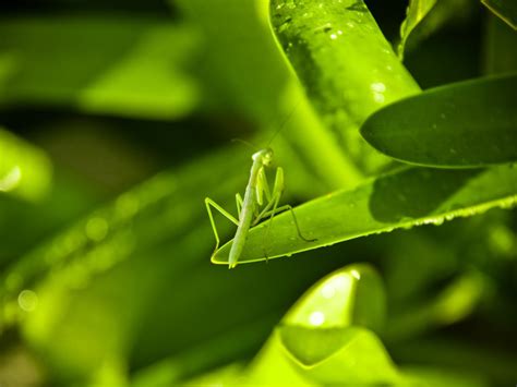 Download wallpaper leaves, green, mantis, insect, section nature in ...
