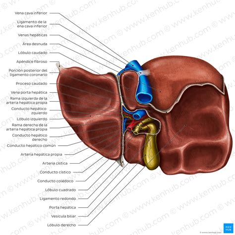 Hígado y vesícula biliar: Anatomía, ubicación y funciones | Kenhub