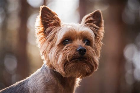 10 Popular English Dog Breeds