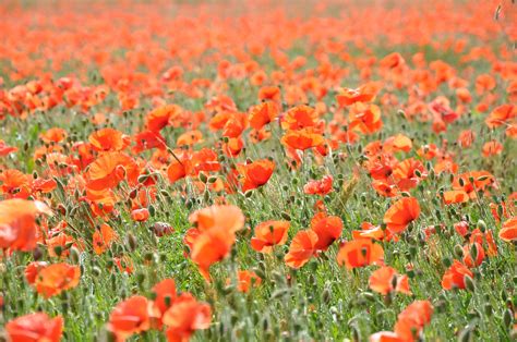2560x1440 wallpaper | Poppy, Poppies, Field Of Poppies, Field, flower ...