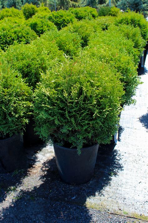 Pépinière.ca | Thuja occidentalis 'Hetz Midget'