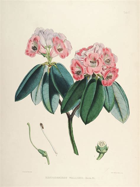 Rhododendrons of Sikkim-Himalaya 6 - Vintage Botanical Floral ...