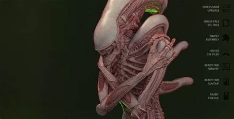 Alien Xenomorph Model 的图像结果