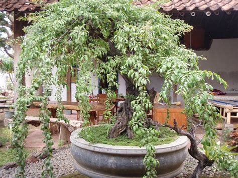 ADINDA (Banyuwangi, Java) - Inn Reviews & Photos - Tripadvisor