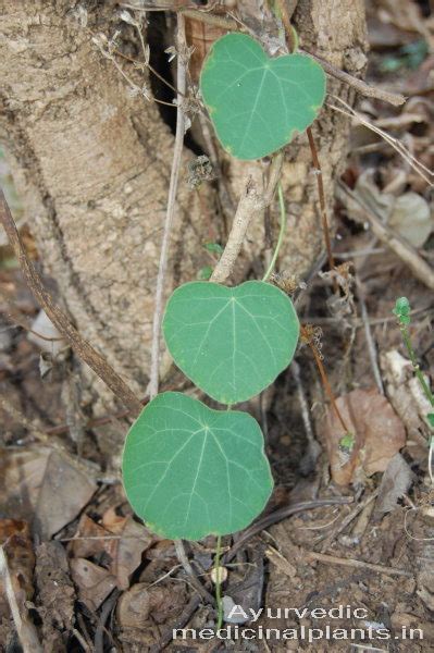PLANTS-HISTORY OF AYURVEDA | Ayurvedic Medicinal Plants