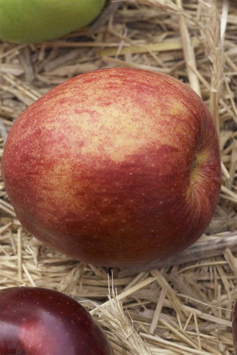 Cooking Apple Types 的图像结果