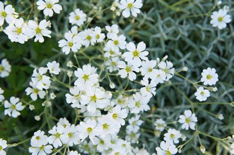 Best Summer Flowering Ground Cover at Jill Sapp blog