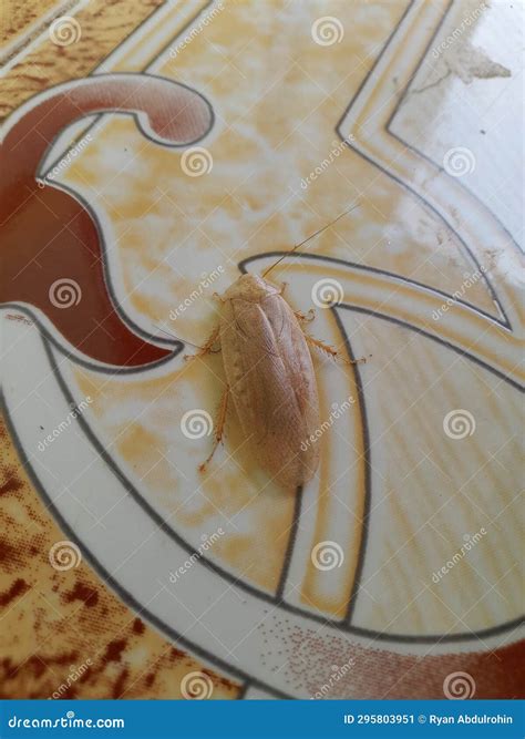 Rare Cockroach 的图像结果